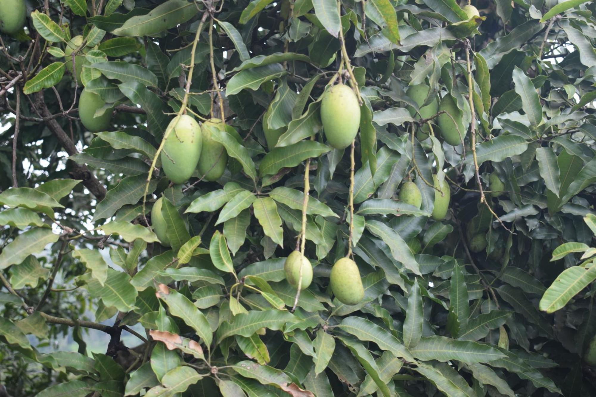 Namaya Nature Kandy Esterno foto