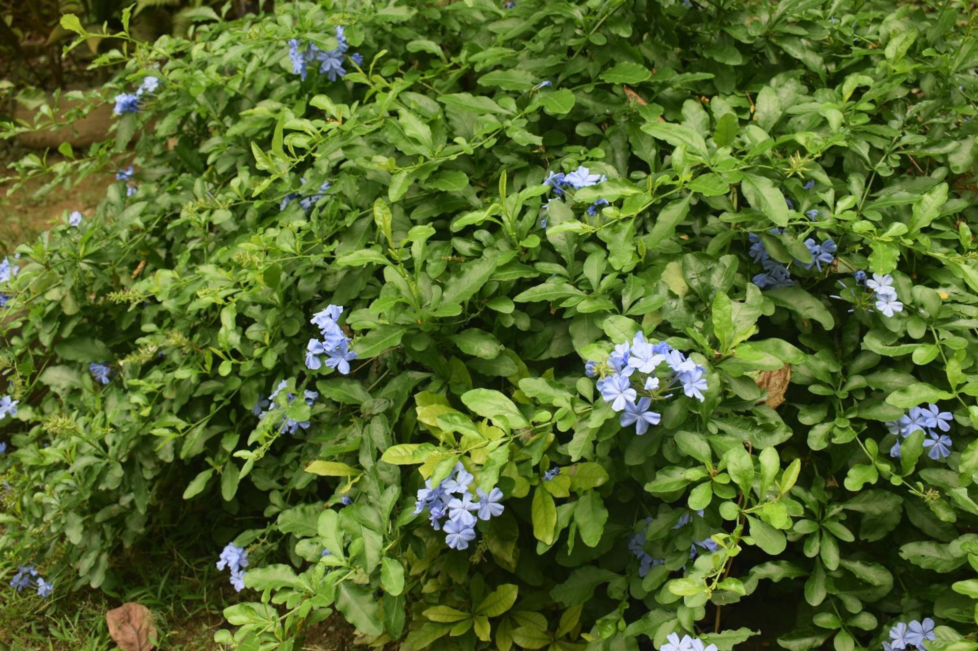 Namaya Nature Kandy Esterno foto